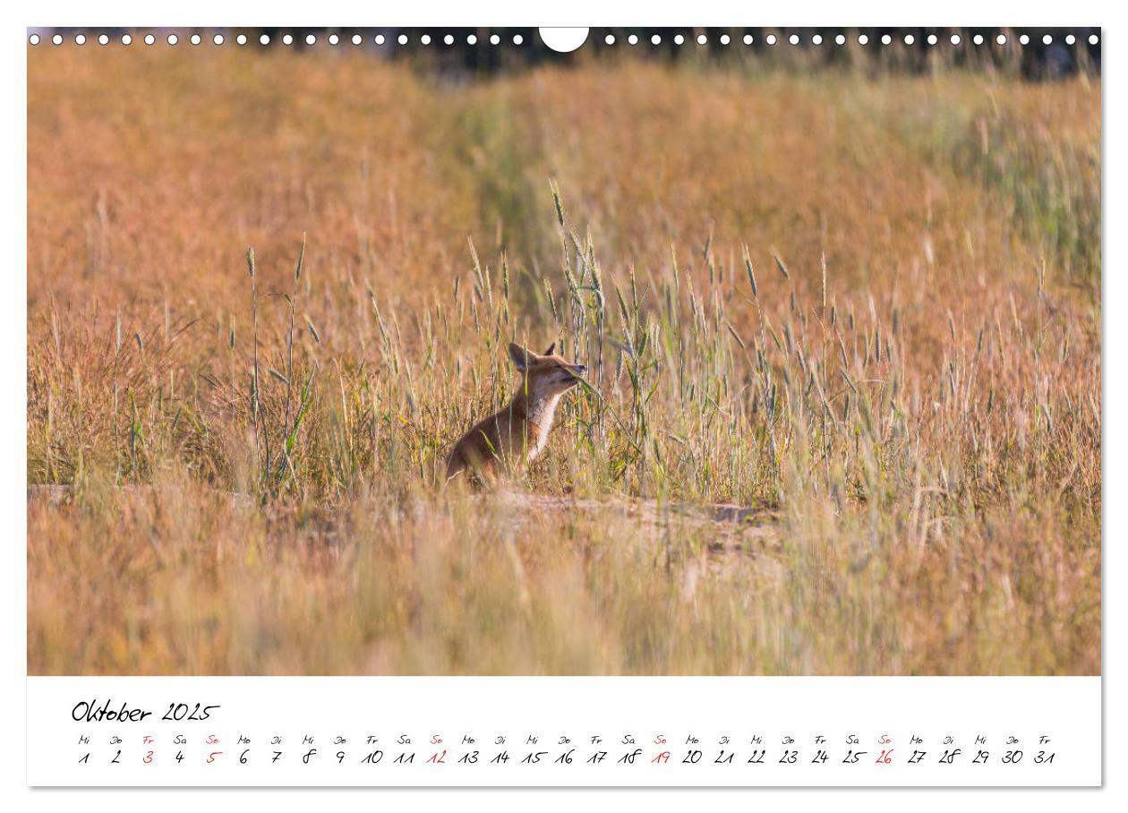 Bild: 9783435268146 | Fuchs entdeckt - im Naturparadies der Mecklenburgischen Seenplatte...