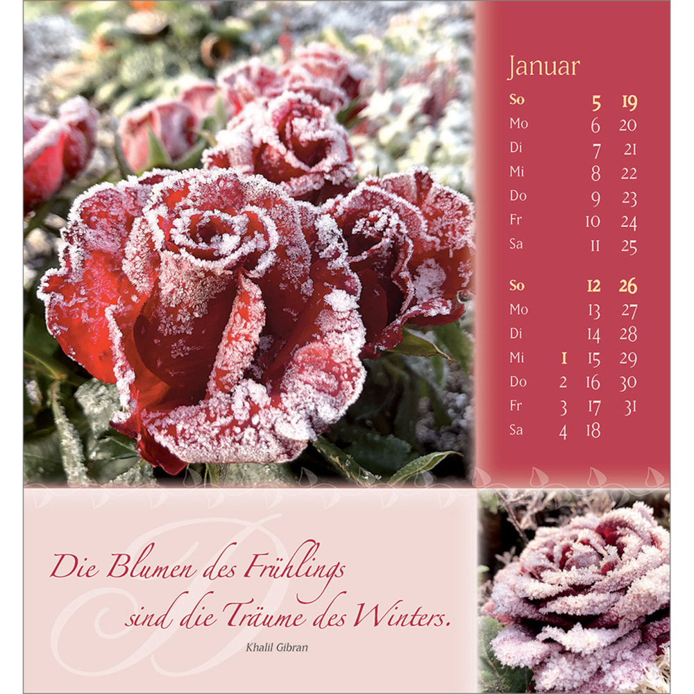 Bild: 9783754880555 | Rosenduft mit besten Wünschen 2025 | Doro Zachmann | Kalender | 13 S.