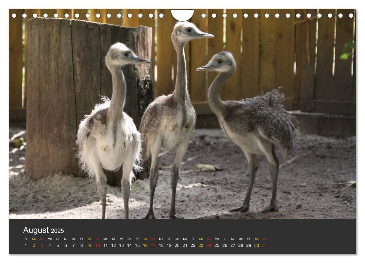 Bild: 9783435778942 | Tierpark-Gera (Wandkalender 2025 DIN A4 quer), CALVENDO Monatskalender