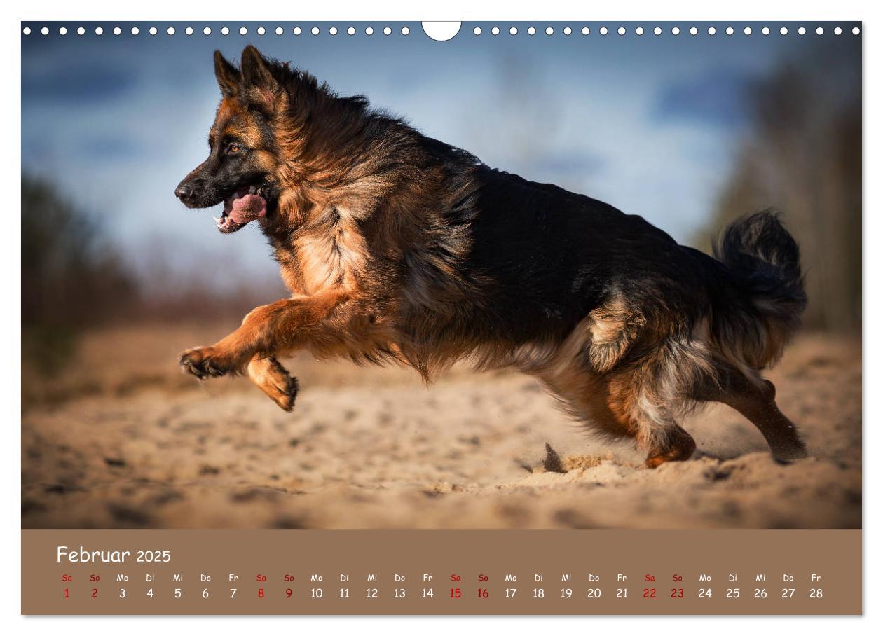 Bild: 9783435350988 | Schäferhunde und Ihre Vielfalt (Wandkalender 2025 DIN A3 quer),...