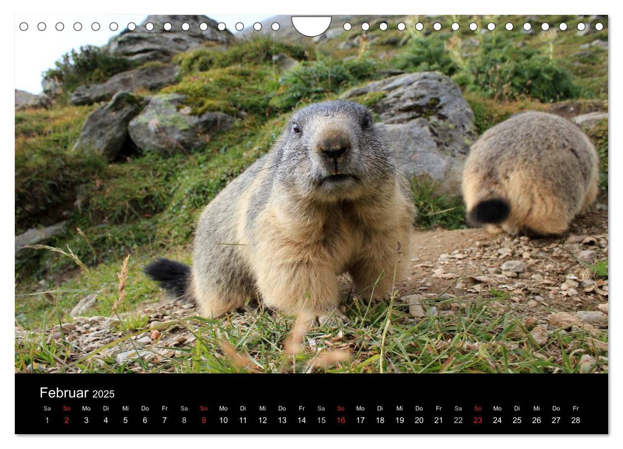 Bild: 9783435784622 | Murmeltiere (Wandkalender 2025 DIN A4 quer), CALVENDO Monatskalender