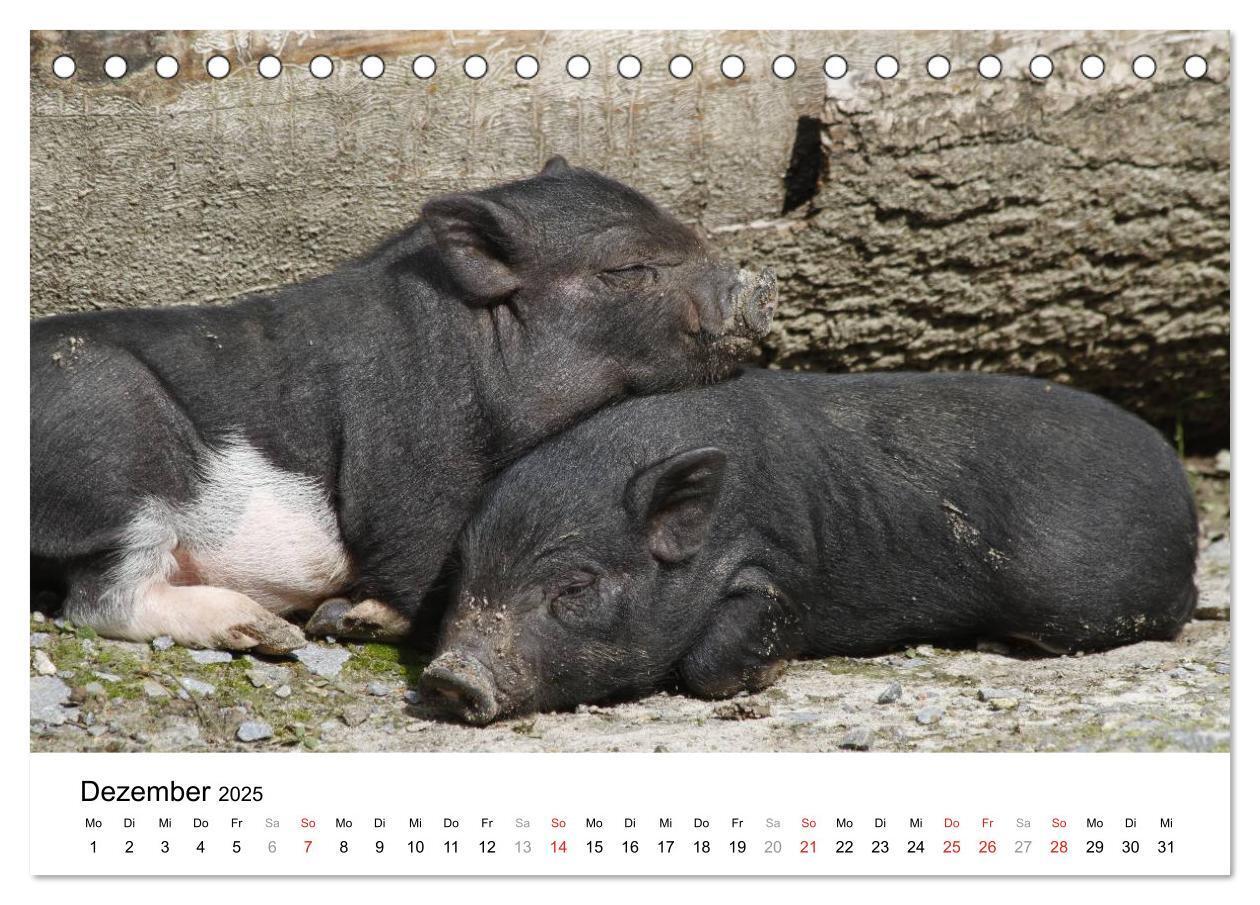 Bild: 9783435777501 | Schwein gehabt! (Tischkalender 2025 DIN A5 quer), CALVENDO...