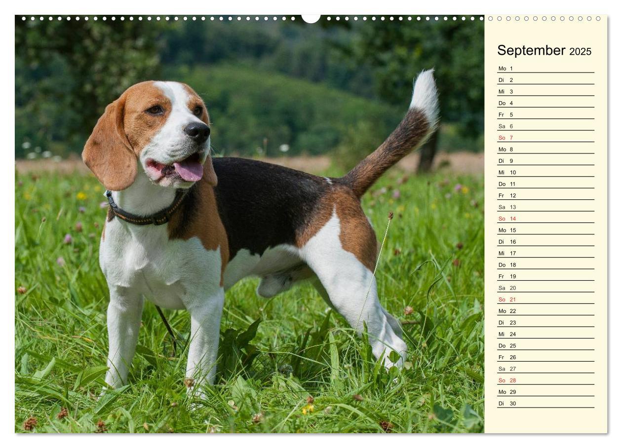 Bild: 9783435540884 | Beagle - Herz auf 4 Pfoten (Wandkalender 2025 DIN A2 quer),...