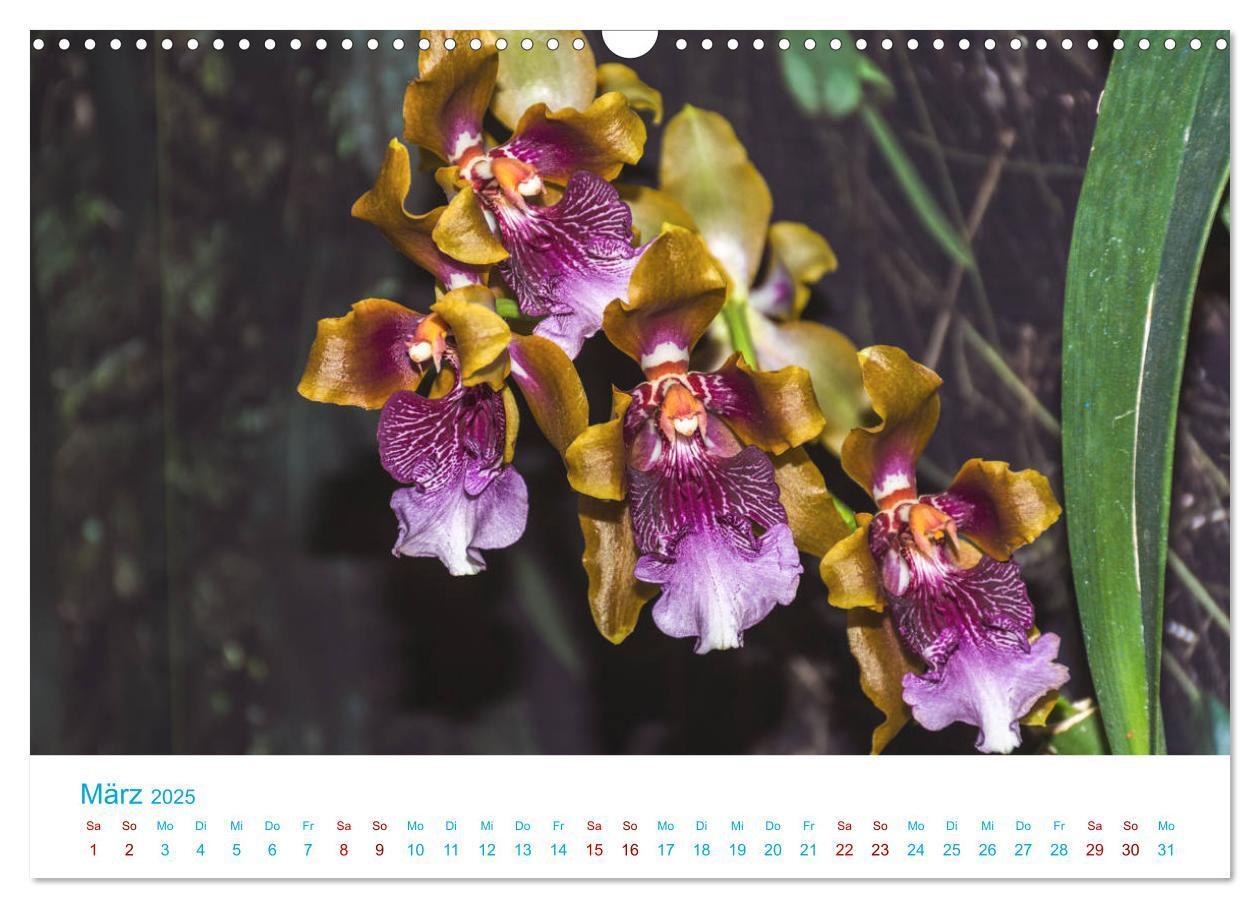 Bild: 9783435285501 | Die Königin der Blumenwelt, die Orchidee (Wandkalender 2025 DIN A3...