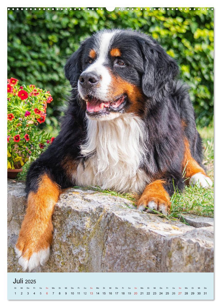 Bild: 9783435960200 | Berner Sennenhund - stark , schön und liebenswert (Wandkalender...