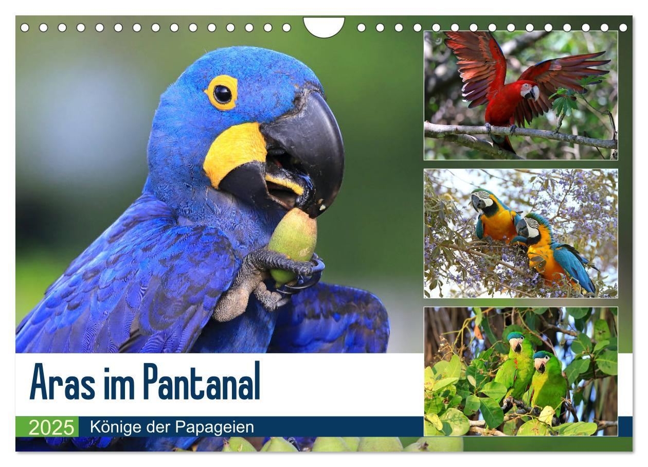 Cover: 9783435263196 | Aras im Pantanal (Wandkalender 2025 DIN A4 quer), CALVENDO...