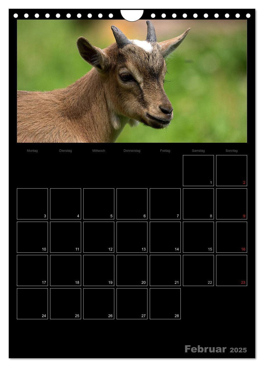 Bild: 9783457080832 | Zwergziegen (Wandkalender 2025 DIN A4 hoch), CALVENDO Monatskalender