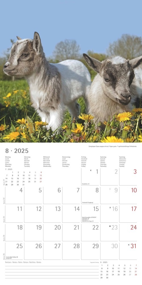 Bild: 4251732340773 | Alpha Edition - Tierbabys 2025 Broschürenkalender, 30x30cm,...