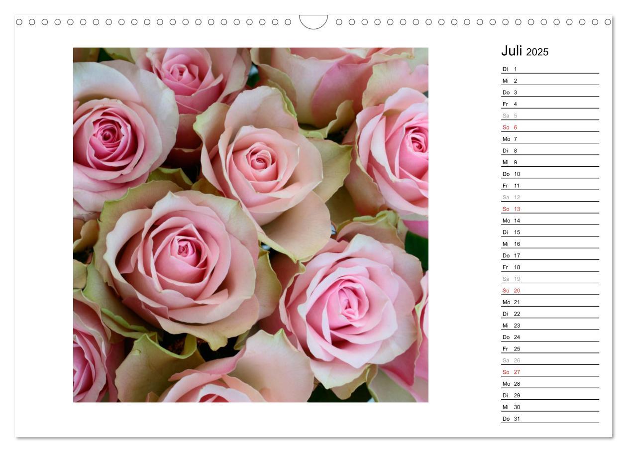 Bild: 9783435467761 | Die vielen Gesichter der Rosen (Wandkalender 2025 DIN A3 quer),...