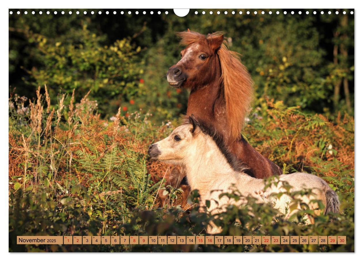 Bild: 9783435367023 | Ponys, die starken Persönlichkeiten (Wandkalender 2025 DIN A3...