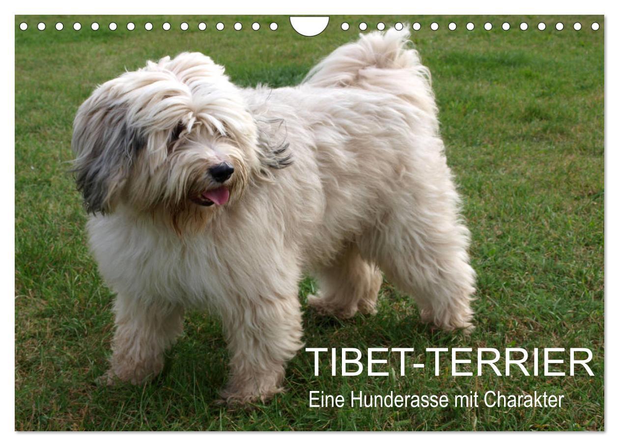 Cover: 9783435261642 | Tibet-Terrier - Eine Hunderasse mit Charakter (Wandkalender 2025...