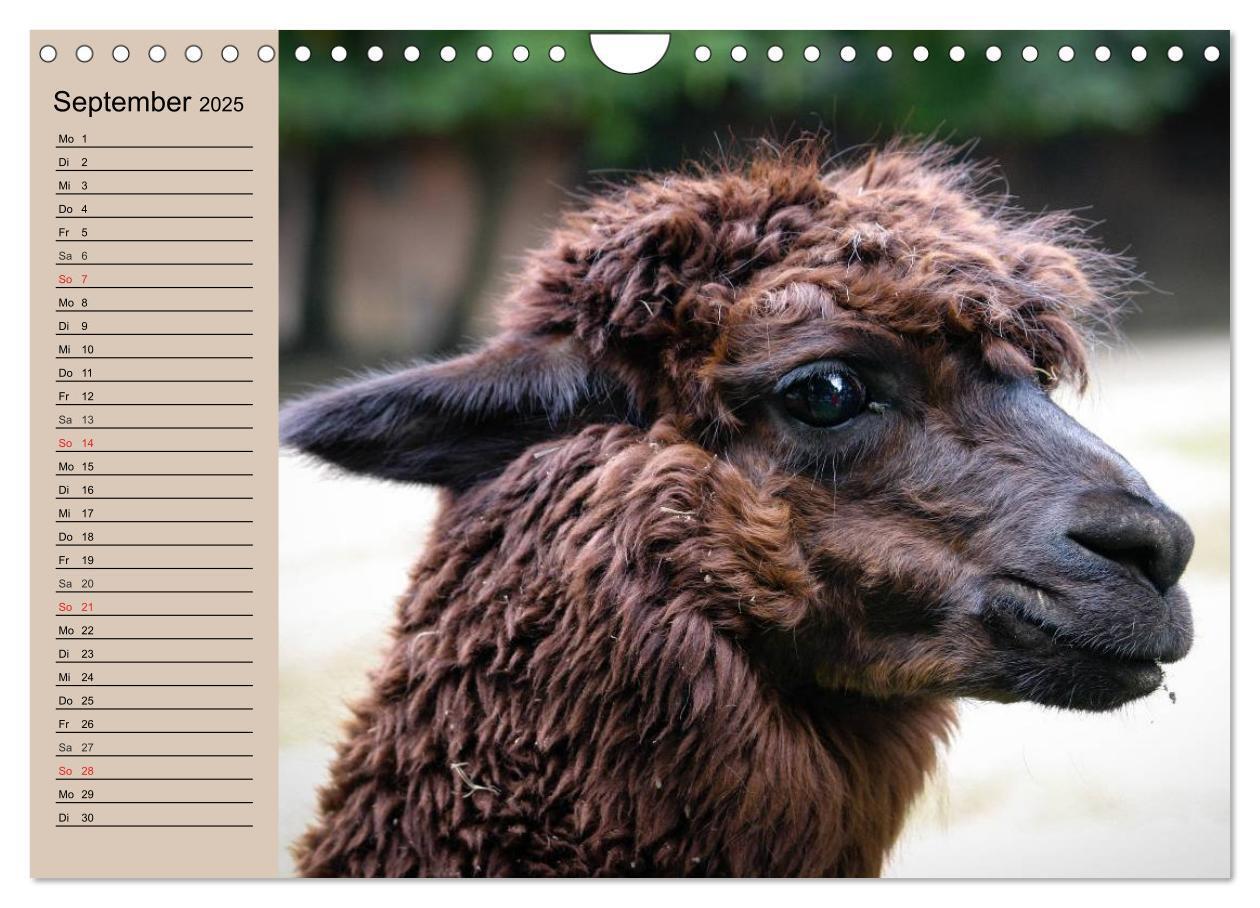 Bild: 9783435547036 | Alpakas und Lamas (Wandkalender 2025 DIN A4 quer), CALVENDO...