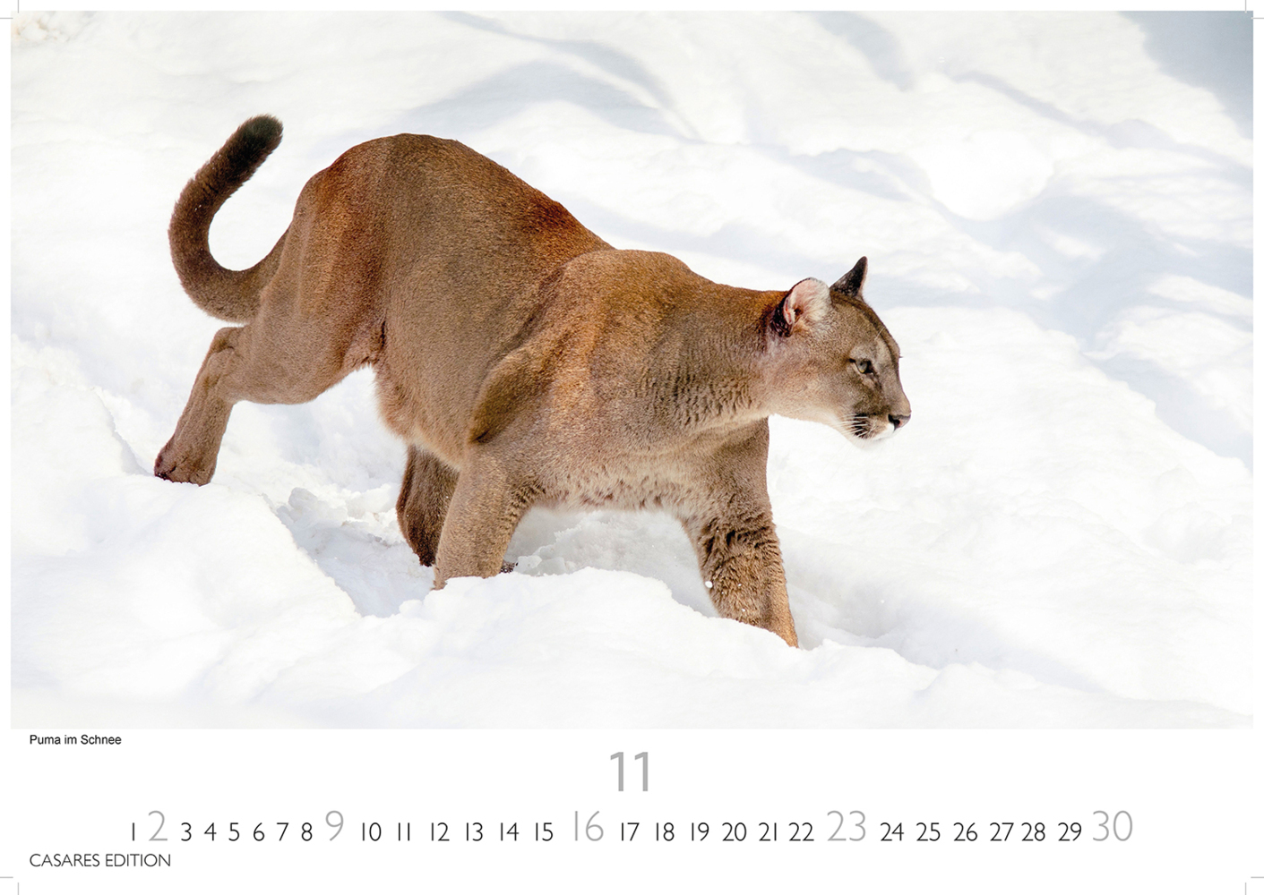 Bild: 9781835241257 | Big Cats 2025 S 24x35cm | Kalender | 14 S. | Deutsch | 2025