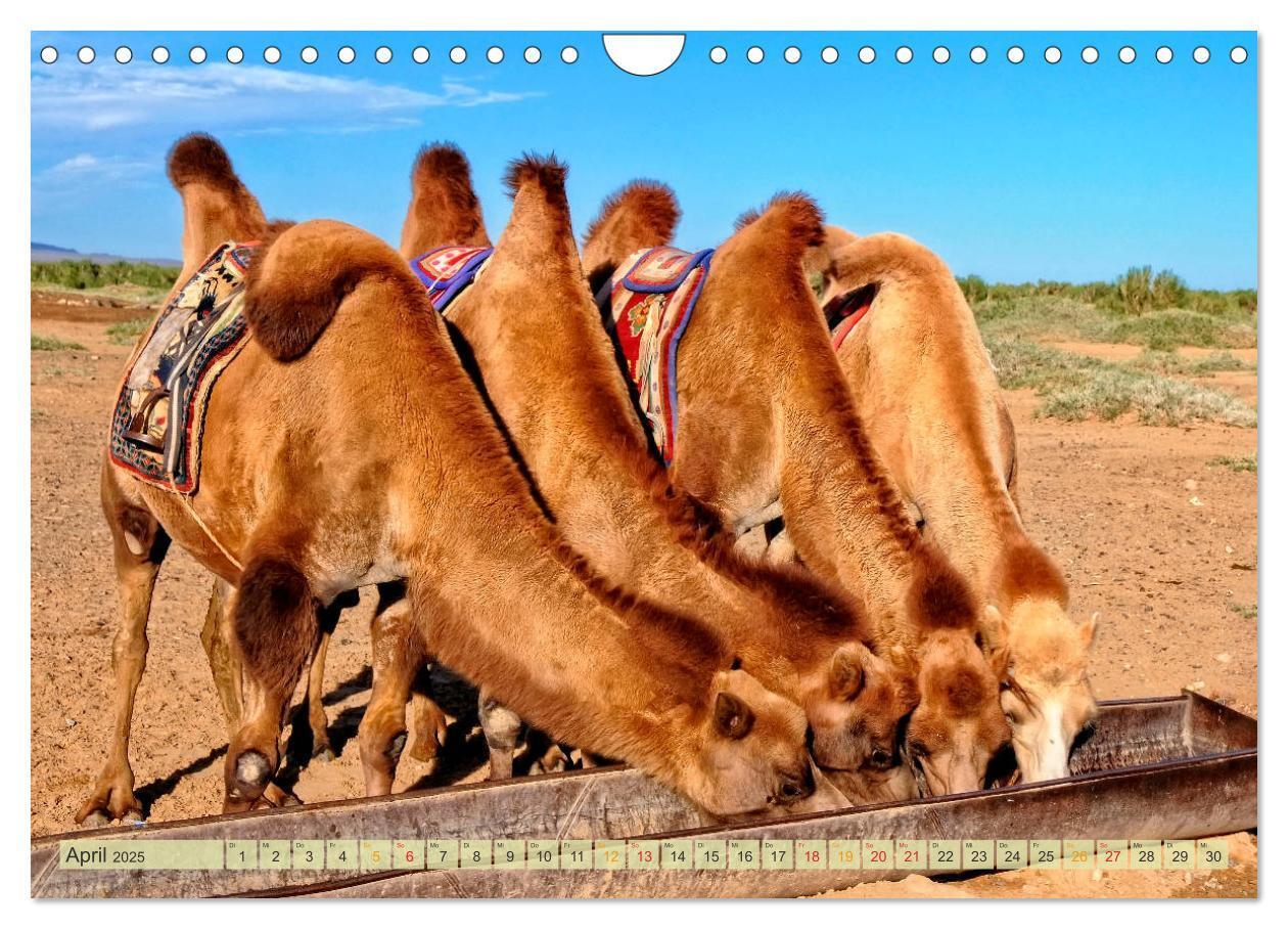 Bild: 9783435438815 | Reise durch Asien - Mongolei (Wandkalender 2025 DIN A4 quer),...