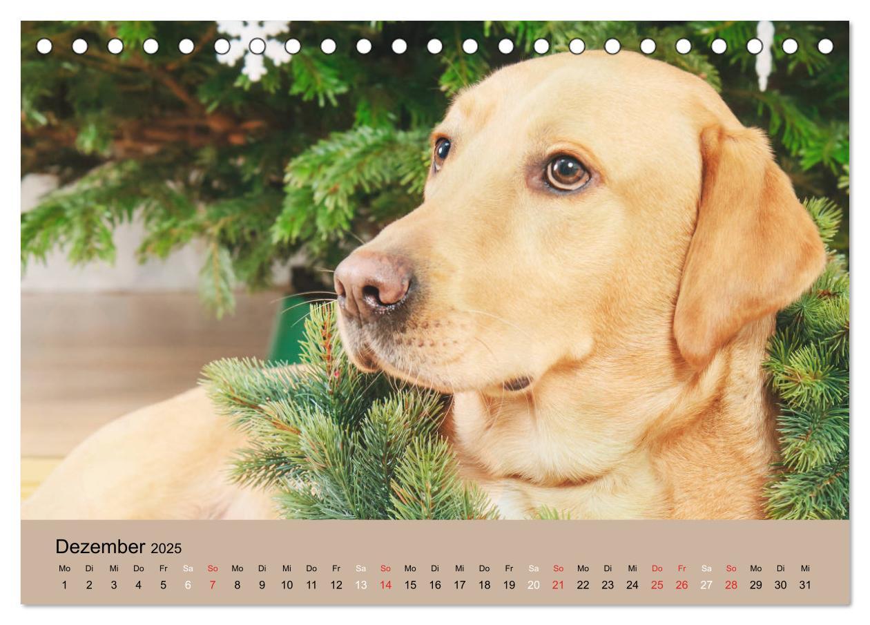 Bild: 9783435160242 | Labrador Retriever unsere Freunde (Tischkalender 2025 DIN A5 quer),...