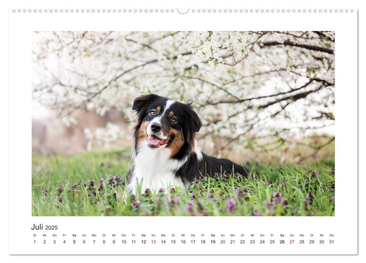 Bild: 9783435180615 | Herzensaussies - Australian Shepherd (Wandkalender 2025 DIN A2...