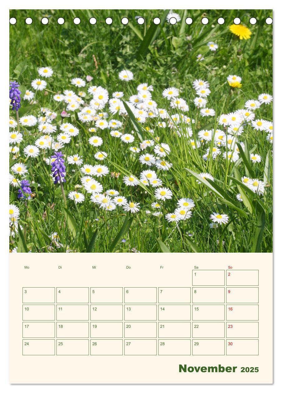 Bild: 9783435929559 | Verträumte Gänseblümchen (Tischkalender 2025 DIN A5 hoch), CALVENDO...