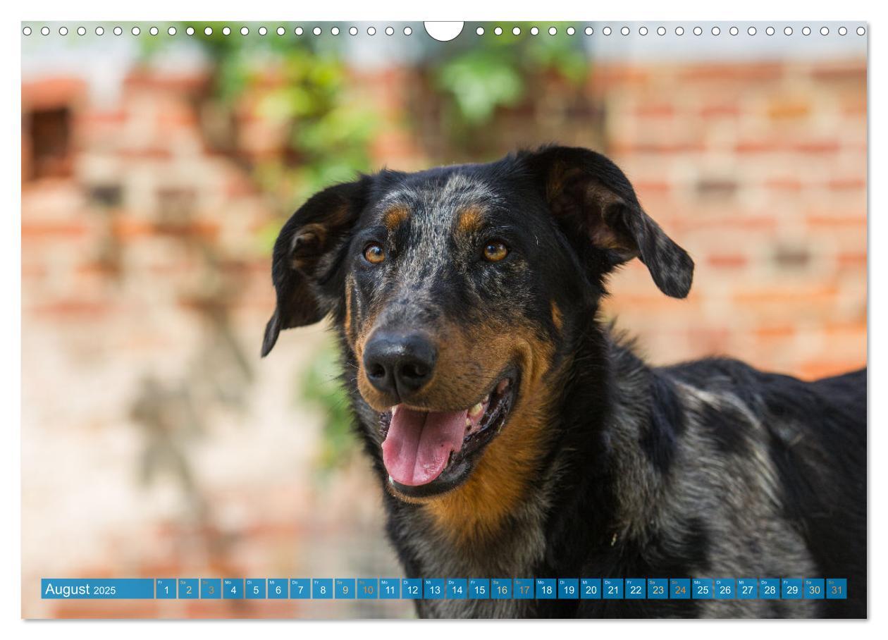 Bild: 9783457197219 | Der Beauceron (Wandkalender 2025 DIN A3 quer), CALVENDO Monatskalender