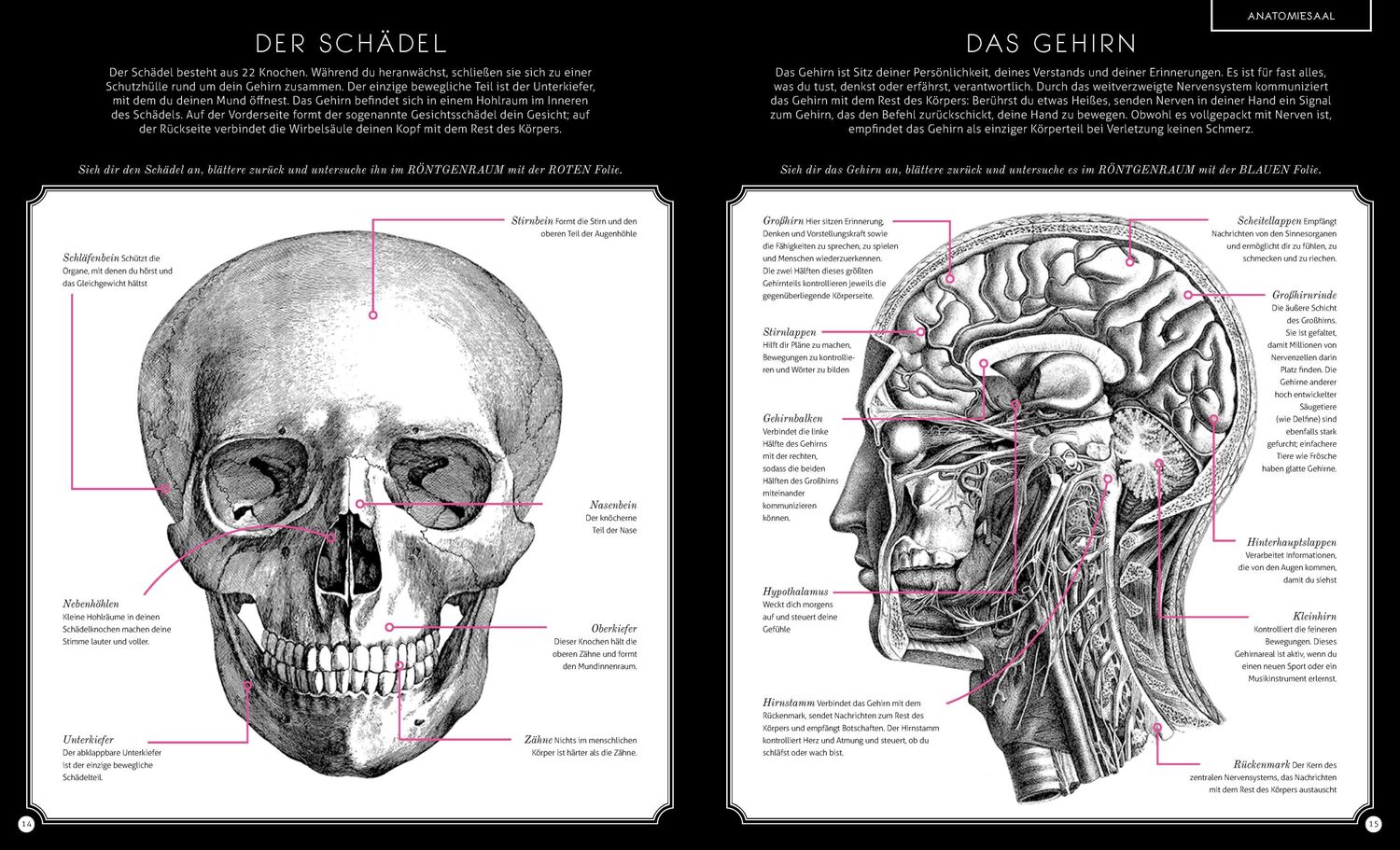 Bild: 9783791373102 | Der menschliche Körper | Eine Entdeckungsreise mit der Röntgenlupe