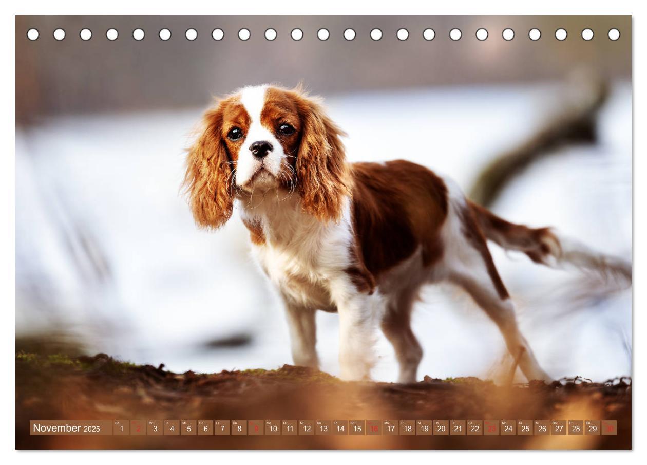 Bild: 9783435178896 | Der Welpenkalender - Cavalier King Charles Spaniel (Tischkalender...