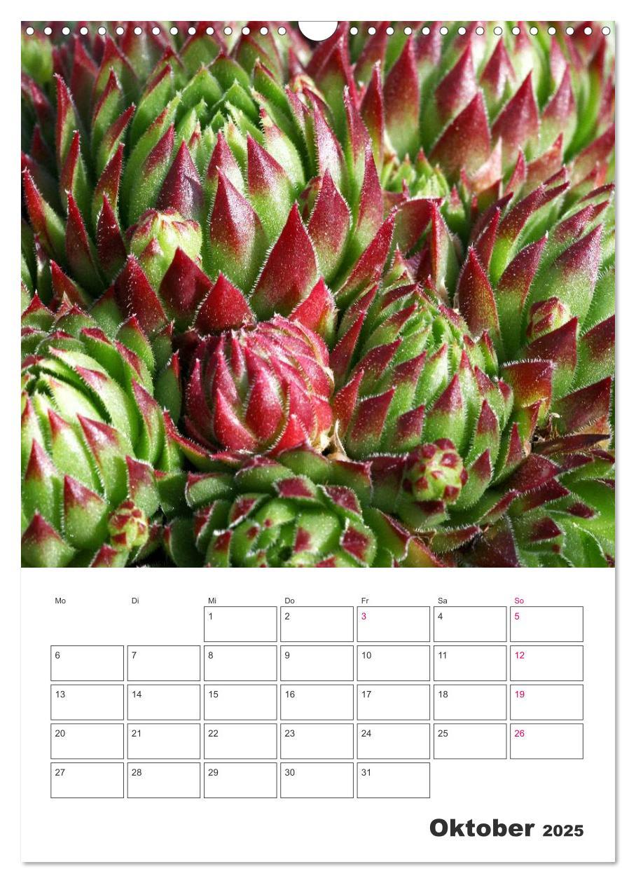 Bild: 9783457021675 | Ich liebe Sempervivum (Wandkalender 2025 DIN A3 hoch), CALVENDO...