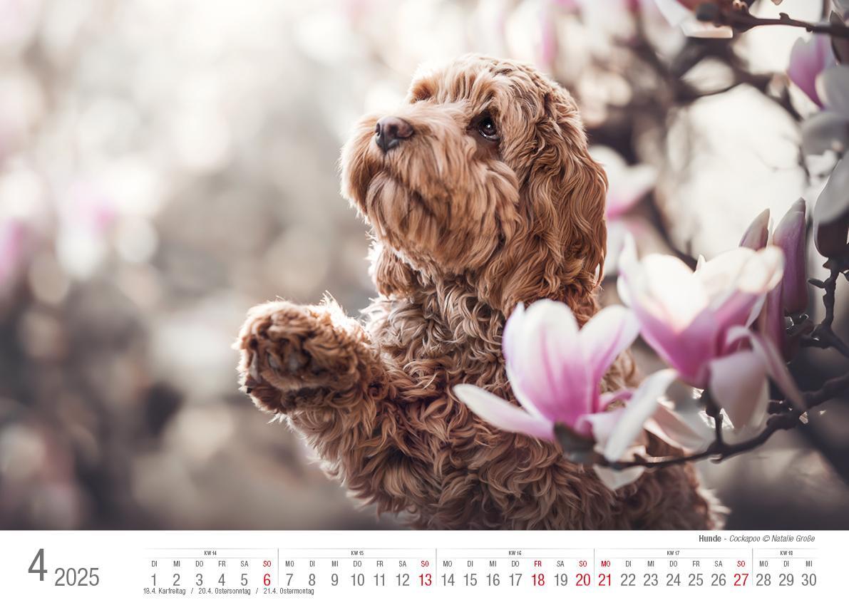 Bild: 9783965352346 | Hunde 2025 Bildkalender A3 quer - Natalie Große | Holger Klaes | 2025