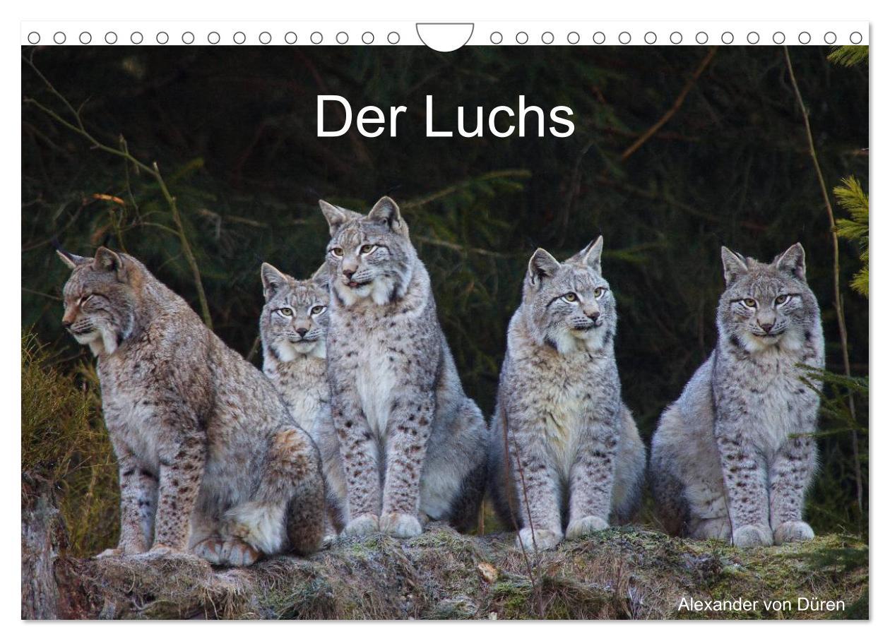 Cover: 9783435736645 | Der Luchs (Wandkalender 2025 DIN A4 quer), CALVENDO Monatskalender