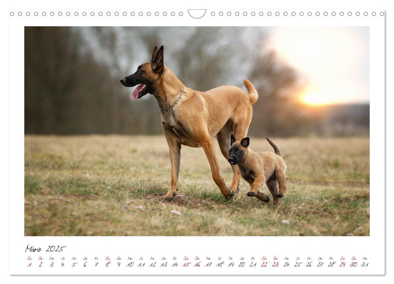 Bild: 9783383798436 | Mit dem Malinois durch das Jahr (Wandkalender 2025 DIN A3 quer),...