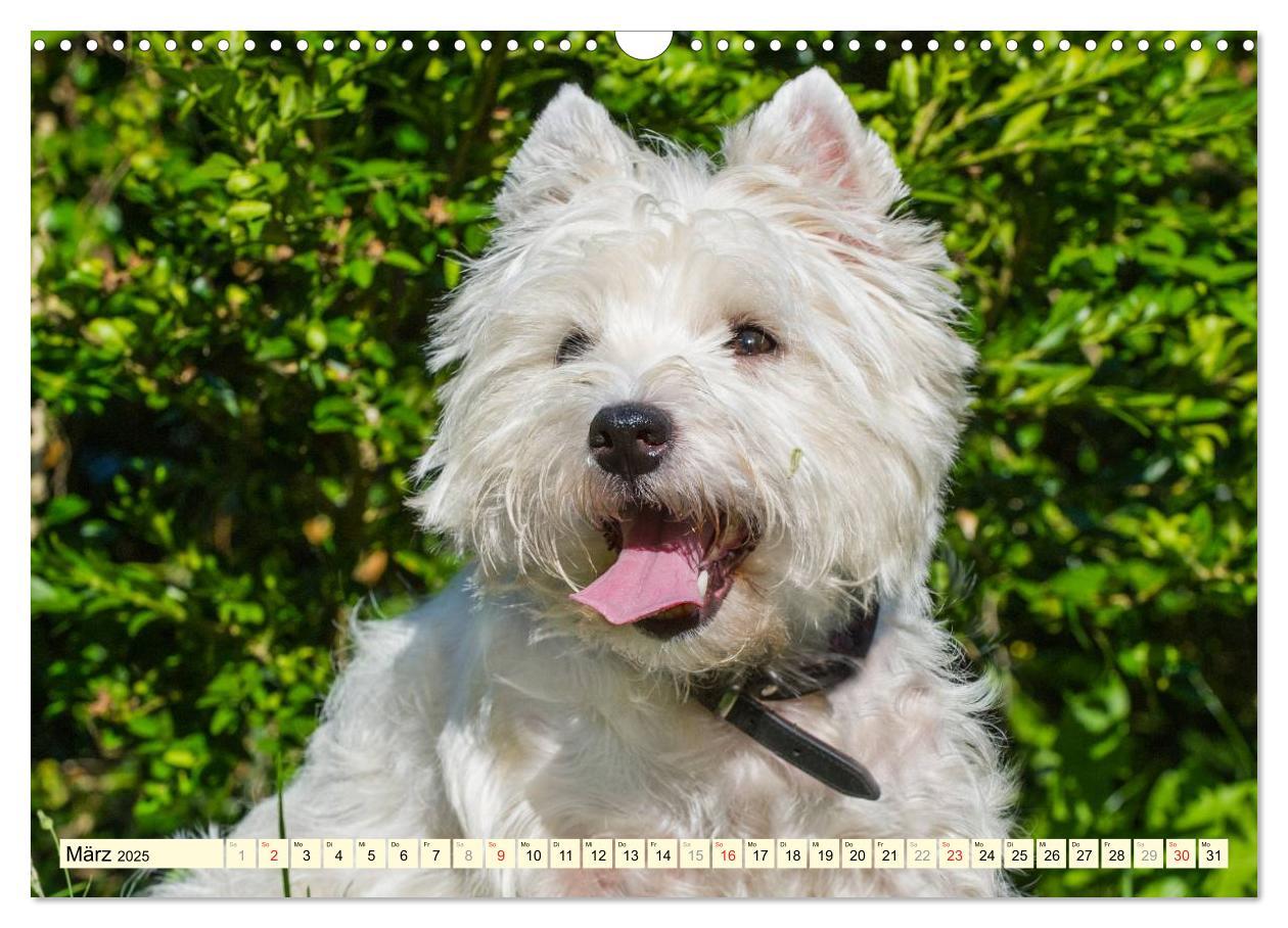 Bild: 9783435462612 | Kobold auf 4 Pfoten - West Highland White Terrier (Wandkalender...