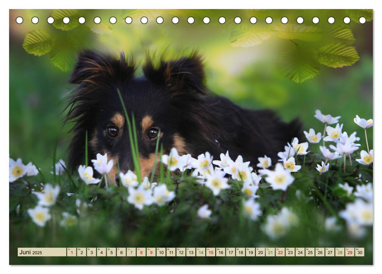 Bild: 9783435422678 | SHELTIES Liebe auf 4 Pfoten (Tischkalender 2025 DIN A5 quer),...