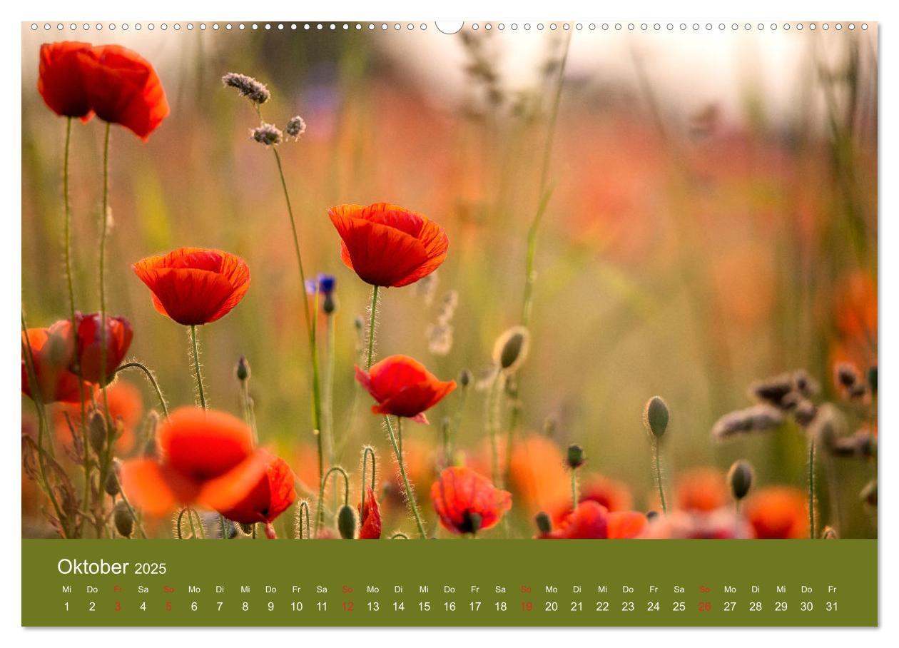 Bild: 9783435121885 | Mohnblumen Romantik (Wandkalender 2025 DIN A2 quer), CALVENDO...