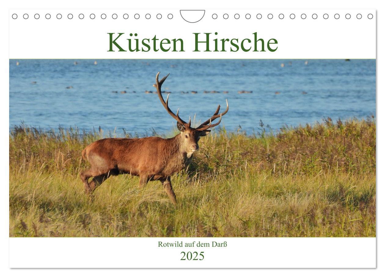 Cover: 9783435392131 | Küsten Hirsche - Rotwild auf dem Darß (Wandkalender 2025 DIN A4...