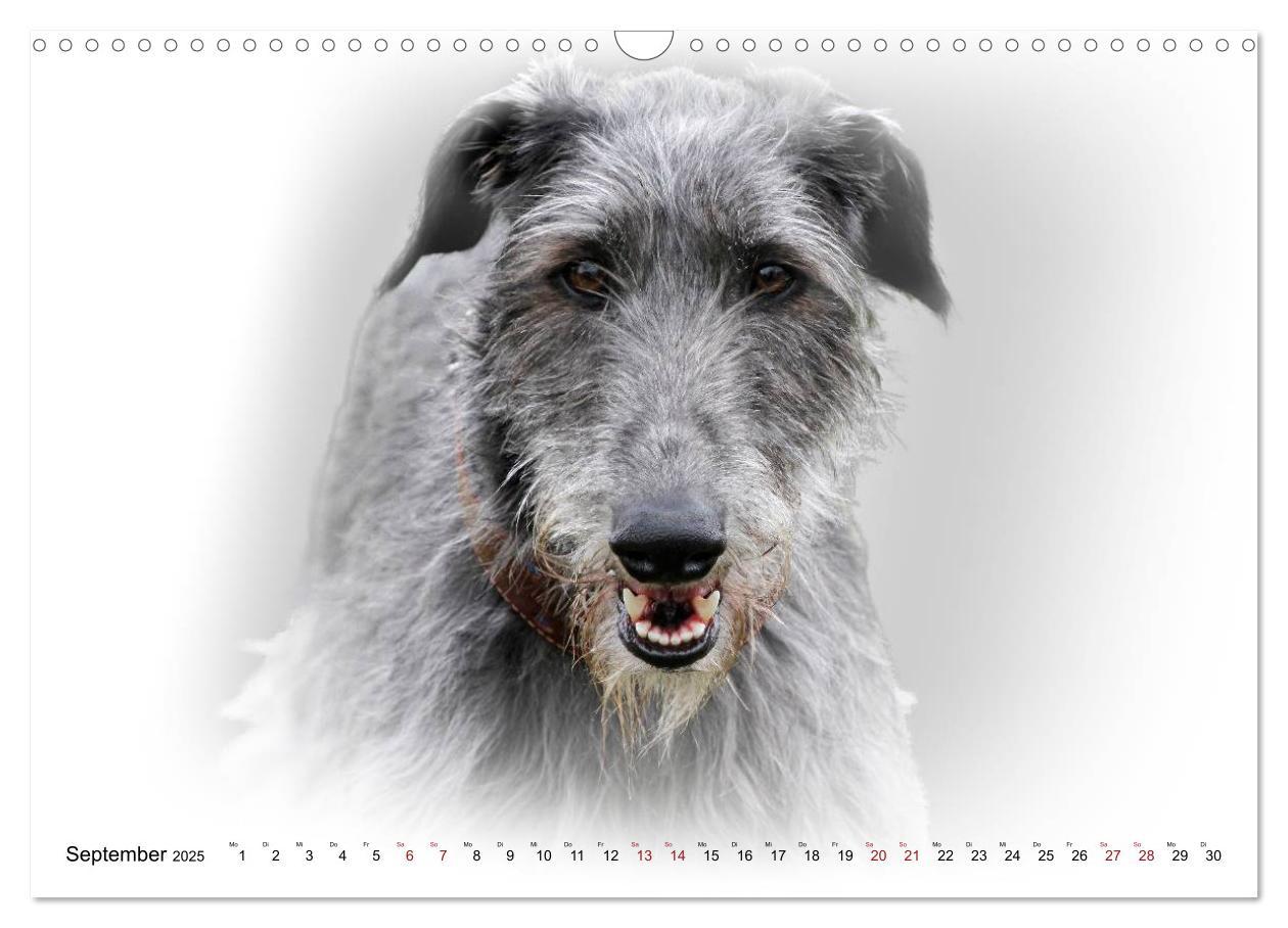 Bild: 9783383823978 | Windhund Portrait 2025 White Edition (Wandkalender 2025 DIN A3...