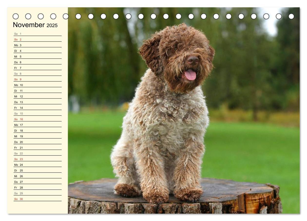 Bild: 9783435543854 | Lagotto Romagnolo - Italienischer Trüffelhund (Tischkalender 2025...