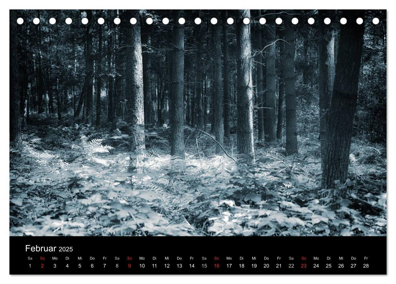 Bild: 9783435500307 | Mystische Wälder (Tischkalender 2025 DIN A5 quer), CALVENDO...