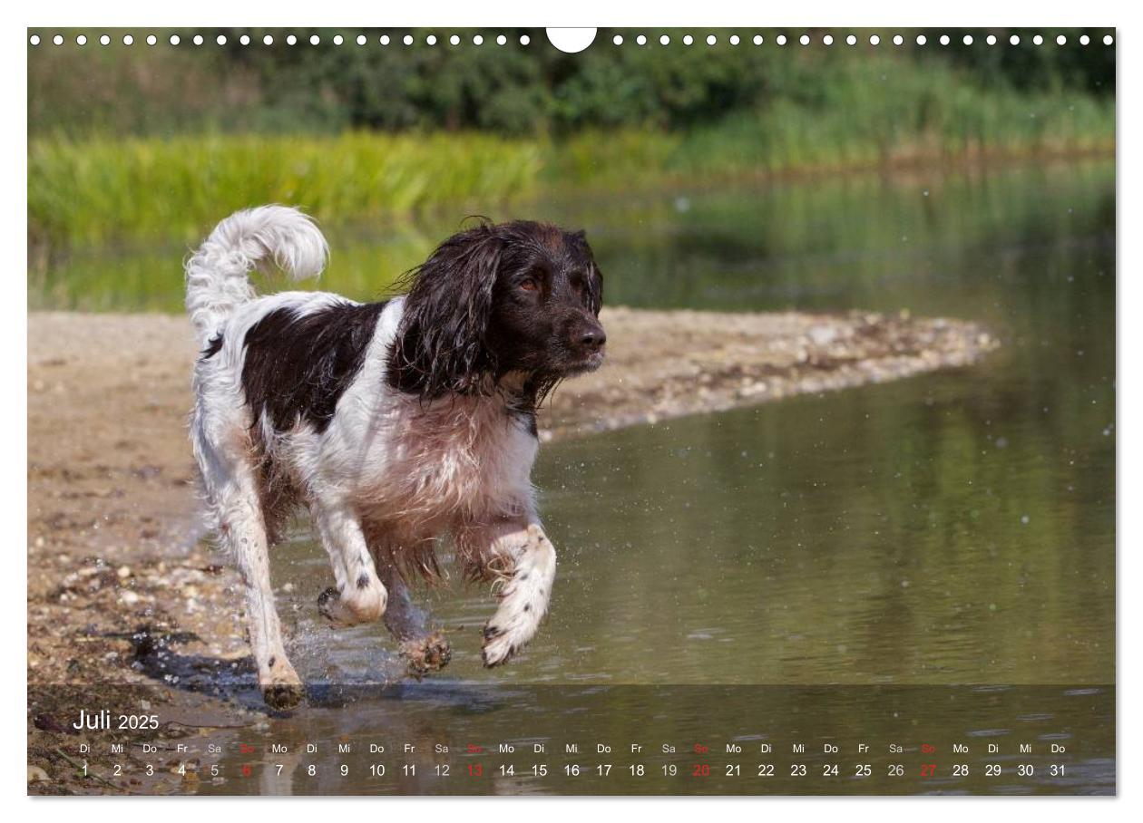 Bild: 9783435632633 | Kleiner Münsterländer Vorstehhund (Wandkalender 2025 DIN A3 quer),...