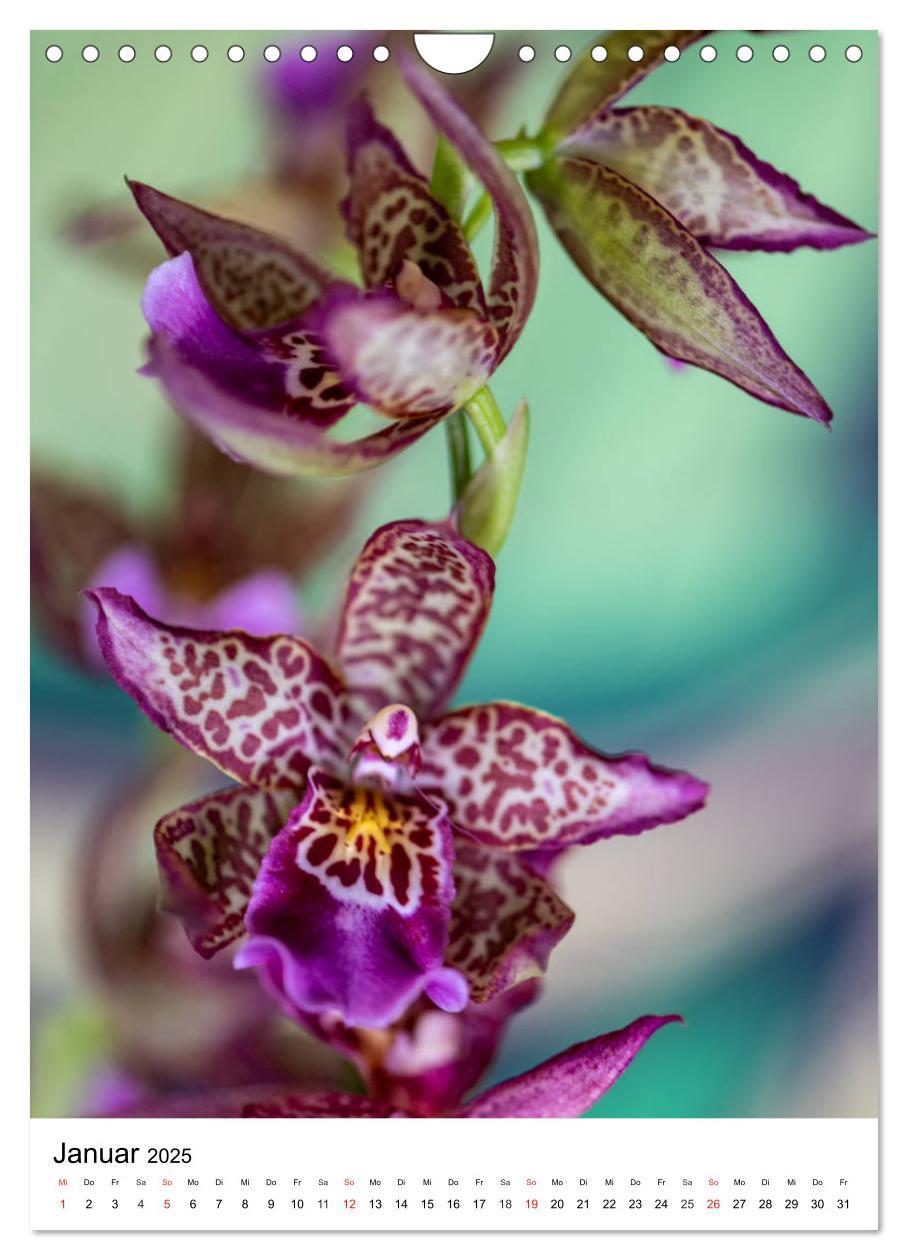 Bild: 9783435961290 | Orchideen (Wandkalender 2025 DIN A4 hoch), CALVENDO Monatskalender