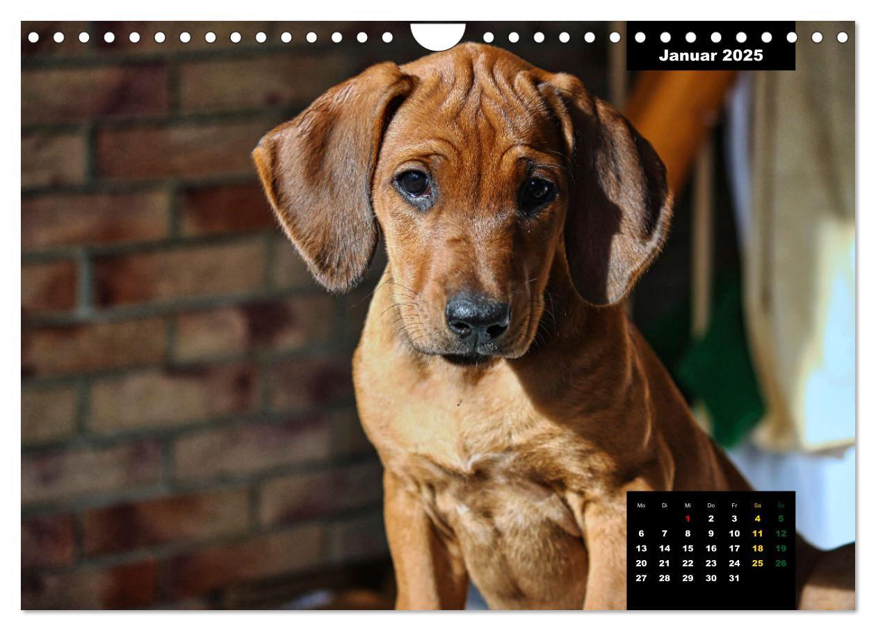 Bild: 9783383939686 | Rhodesian Ridgeback, Charmante Herzensbrecher (Wandkalender 2025...