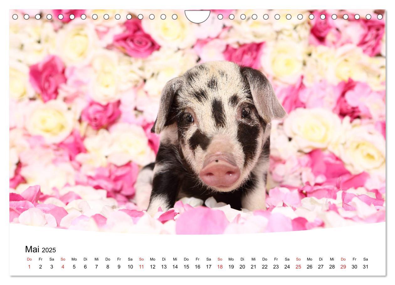 Bild: 9783435333943 | Niedliche Ferkel lovely piglets 2025 (Wandkalender 2025 DIN A4...