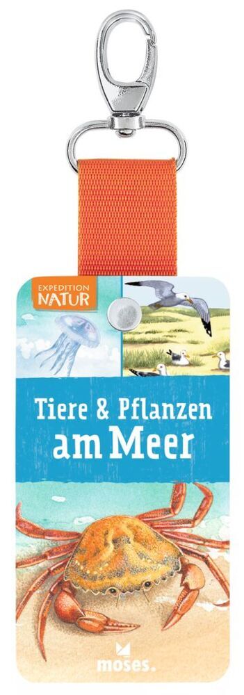 Cover: 9783964551153 | Expedition Natur - Tiere &amp; Pflanzen am Meer | Bärbel Oftring | Buch