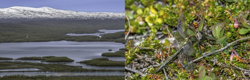 Bild: 9789198331004 | Lappland - Eine Reise in die letzte Wildnis Europas | Idelmann | Buch