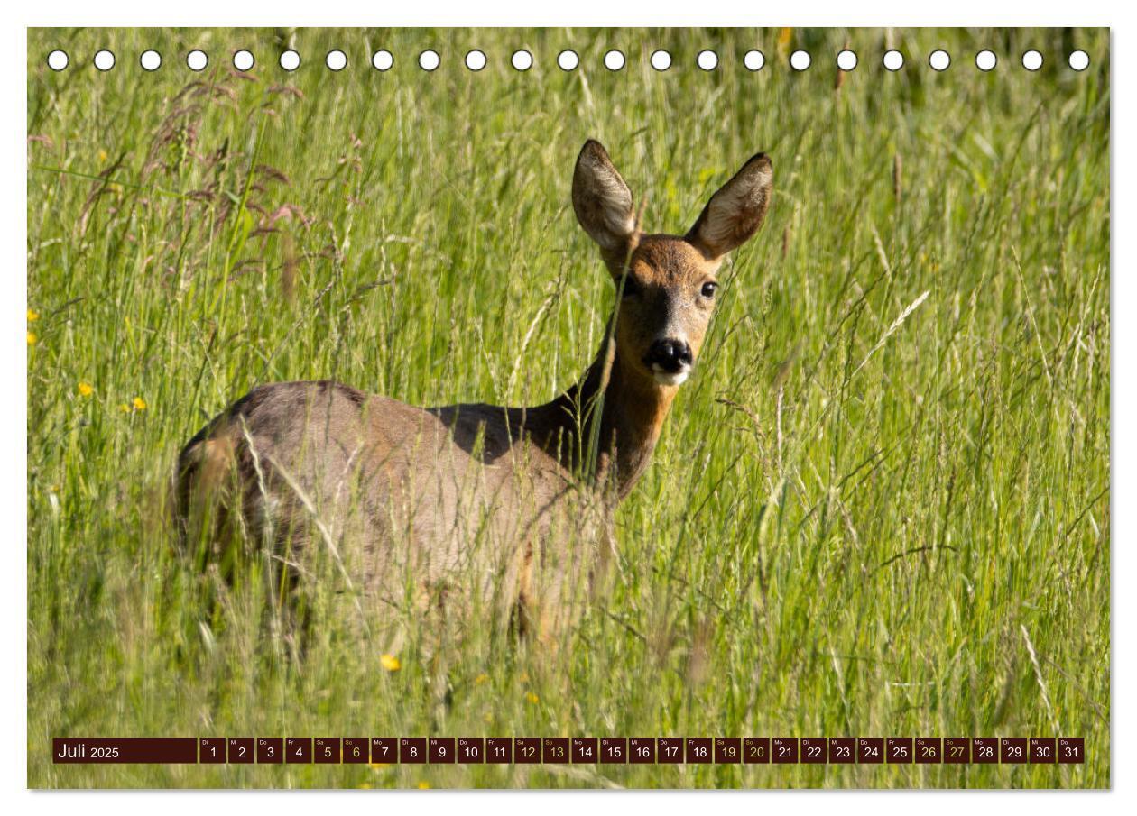 Bild: 9783457176061 | Zauberhafte Wesen - anmutiges Rehwild (Tischkalender 2025 DIN A5...