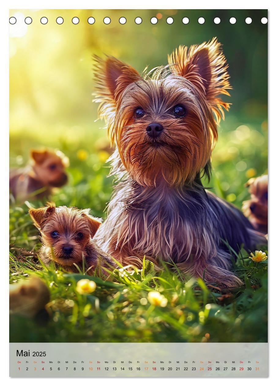 Bild: 9783383771743 | Yorkshire Terrier - ein Hund mit starkem Charakter (Tischkalender...