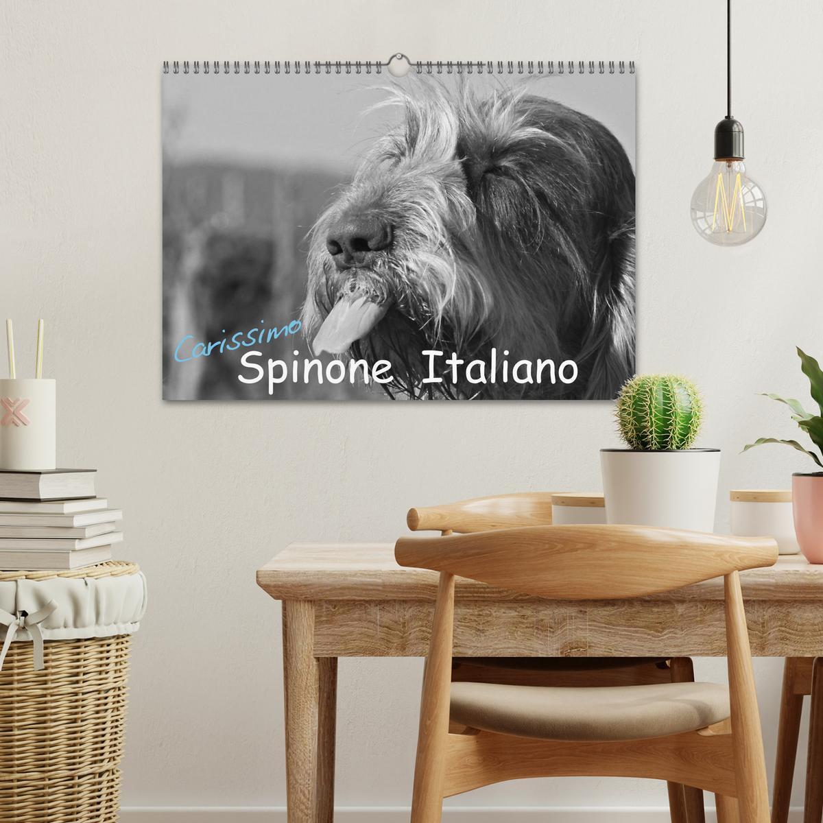 Bild: 9783435629510 | Carissimo Spinone Italiano (Wandkalender 2025 DIN A3 quer),...