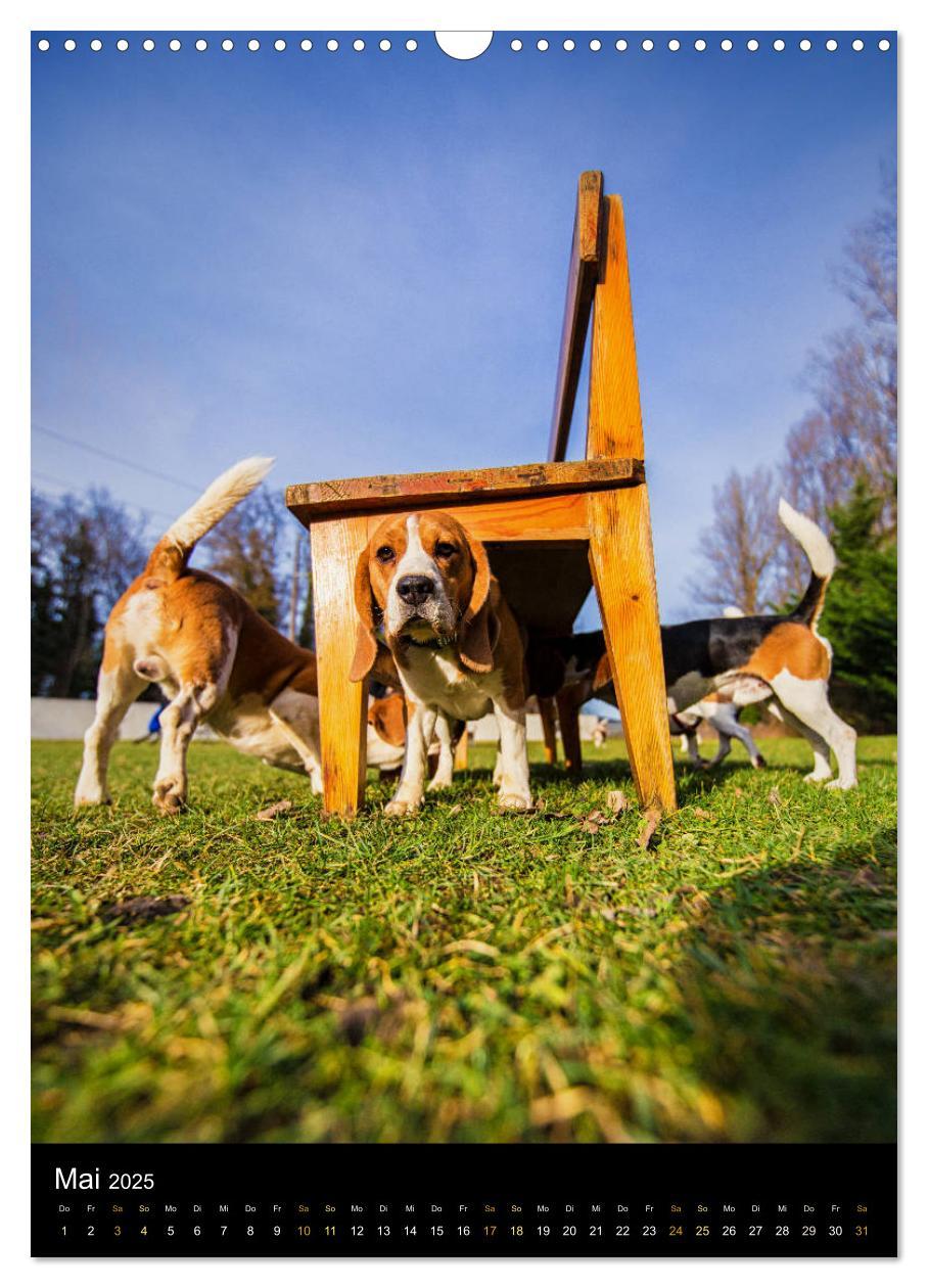 Bild: 9783435994915 | Beagle Action - Wilde Kuscheltiere (Wandkalender 2025 DIN A3 hoch),...