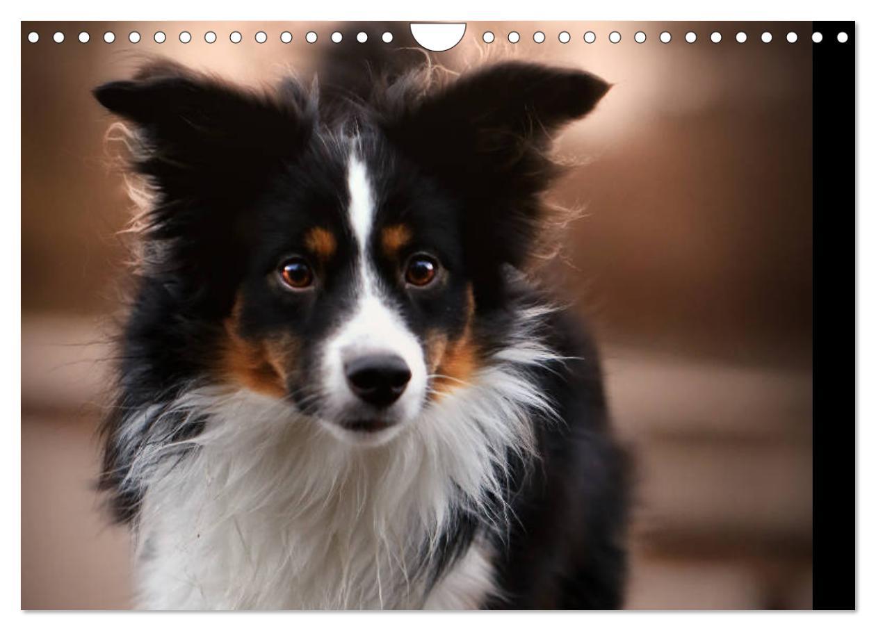 Bild: 9783435187249 | Australian Shepherd Tri Color (Wandkalender 2025 DIN A4 quer),...