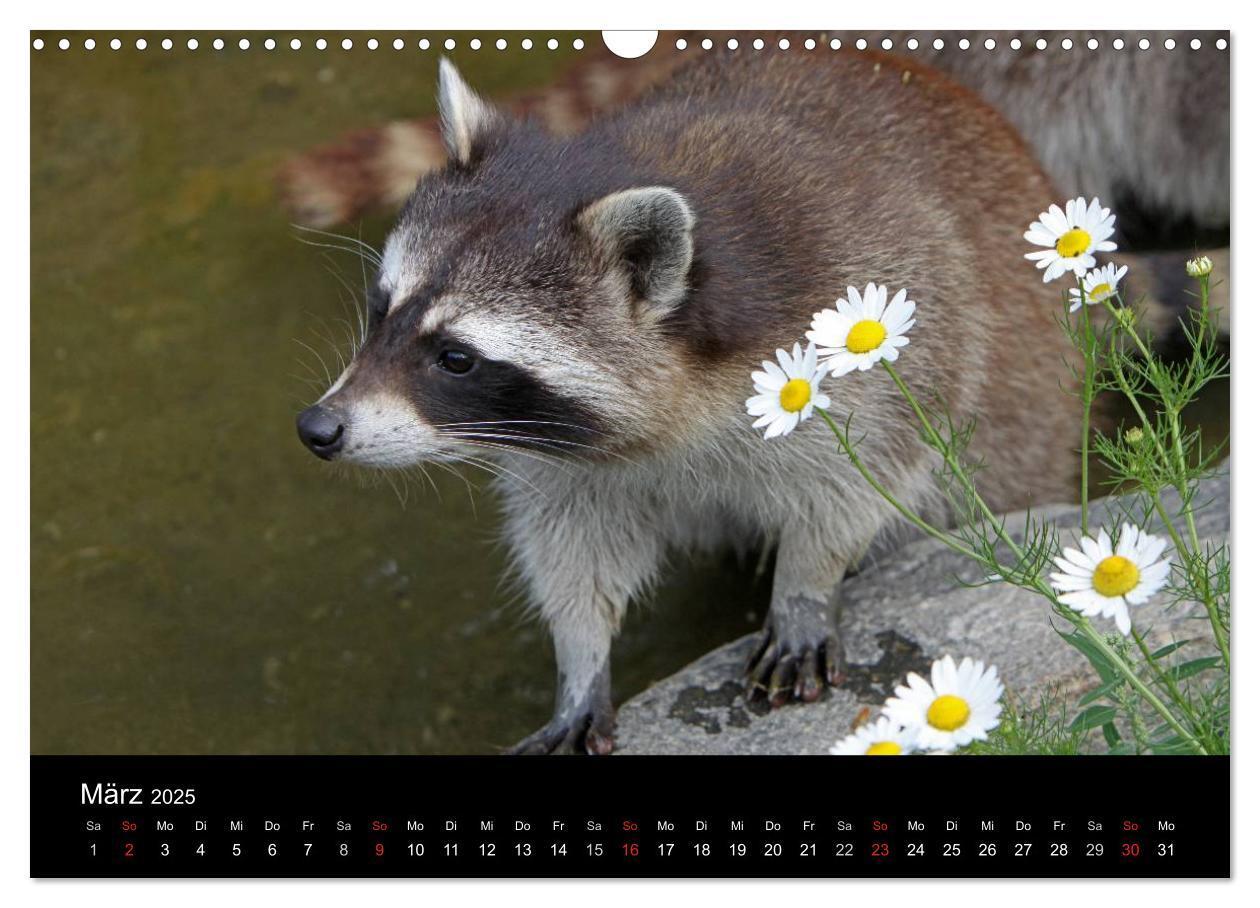 Bild: 9783435834297 | Waschbären (Wandkalender 2025 DIN A3 quer), CALVENDO Monatskalender