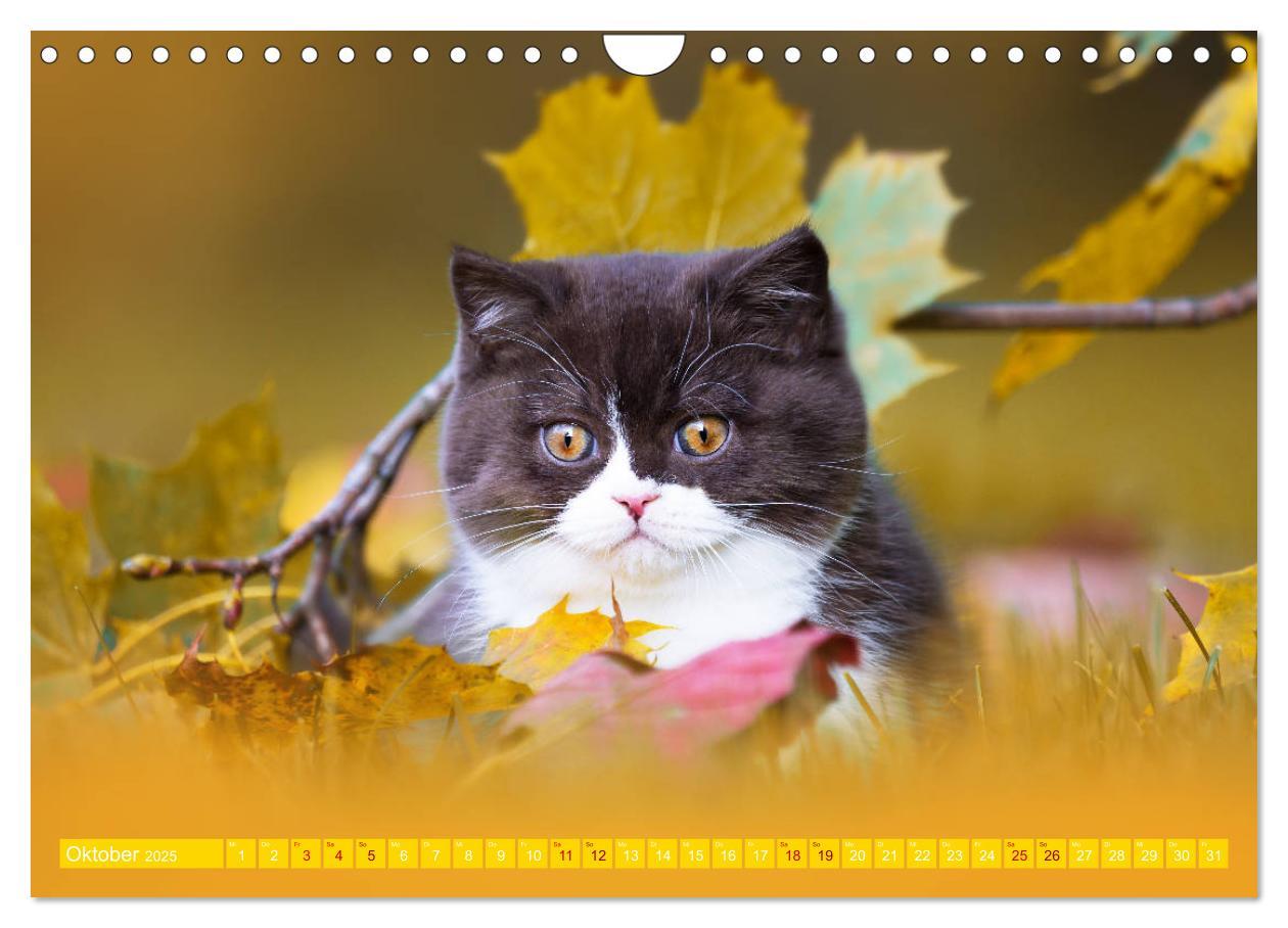 Bild: 9783435341788 | Katzenkinder - Britisch Kurzhaar (Wandkalender 2025 DIN A4 quer),...