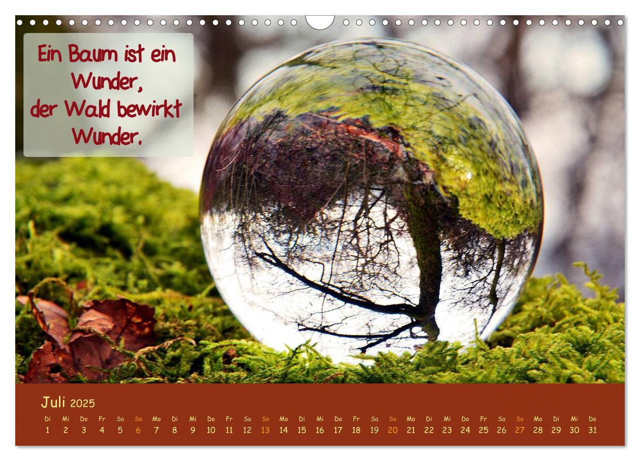 Bild: 9783435486960 | Wunderbare Waldkugeln (Wandkalender 2025 DIN A3 quer), CALVENDO...