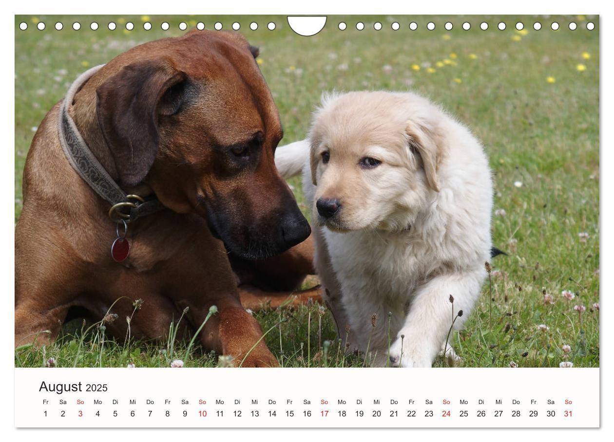 Bild: 9783435482894 | Rhodesian Ridgeback Schönheit aus Afrika (Wandkalender 2025 DIN A4...